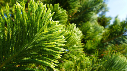 Natural green plant background .coniferous branches and leaves of Japanese cedar. needles growing up subtropical trees. composition of young branches. cryptomeria