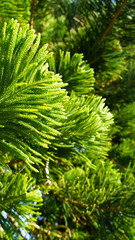 Bright green background of coniferous branches and leaves of Japanese cedar. needles growing up subtropical trees. natural green lime natural background, composition of young branches. cryptomeria 