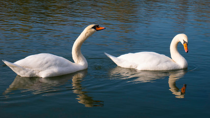 Obraz premium Two adult white swans sail the river.
