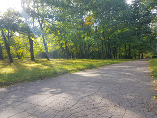 old empty road through the woods in the morning.