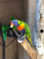 Papagei Loris der Honigpapagei