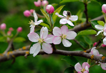 Apple Blossom. In the garden, apple trees bloomed. Spring collorites. For your design, posters, cards, congratulations, banners.