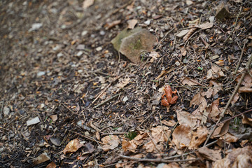 texture of a little frog among the forest gravel