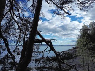 Trees against the blue sky and the sea - Lysaker 