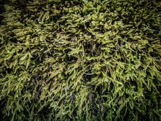 close up. a fluffy carpet of green moss .