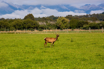  New Zealand red deer farm