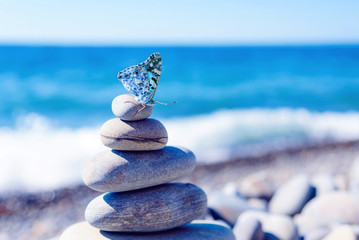 Butterfly sits on the rocks against the background of the sea.