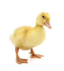 One little duckling.