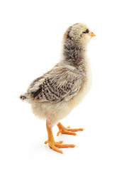 Small white chicken.