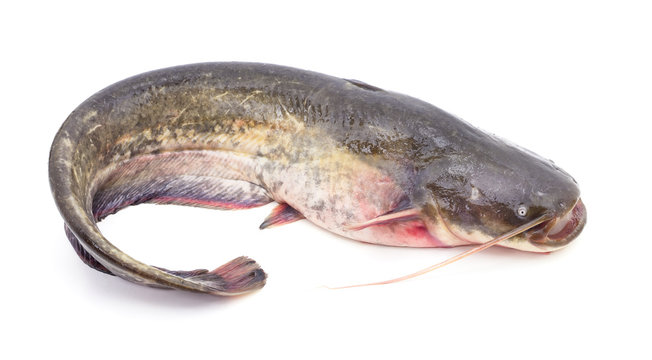 The river catfish.