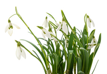 Germinating leaves snowdrops.
