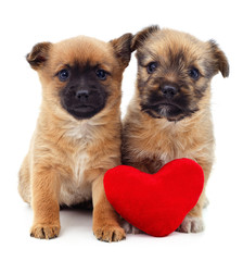 Two puppies and heart.