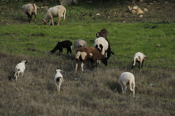 Obraz na płótnie Canvas Farm landscape with sheep eating