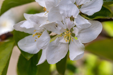 Cherry flower in a spring garden