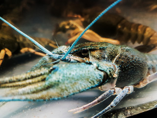 side view. blue crayfish behind the glass aquarium
