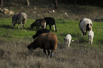Farm landscape with sheep eating