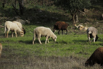 Naklejka na ściany i meble Farm landscape with sheep eating