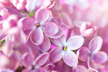 Fototapeta na wymiar Abstract floral blurred background, greeting card or wallpaper. Macro photo of lilac flowers with shallow depth of field. Springtime concept.