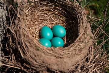 Bird Nest with Eggs Spring Robin Nest