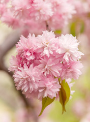 Background of blossom of sukara; bunch of the sakura flowers
