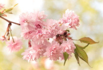 Background of beautiful bunch of sakura flowers
