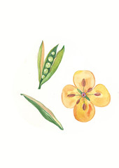 Obraz premium watercolor yellow flower and pea-coal. Herbs and Wild Flowers. Botany. Vintage flowers. Colorful illustration in the style of engravings.