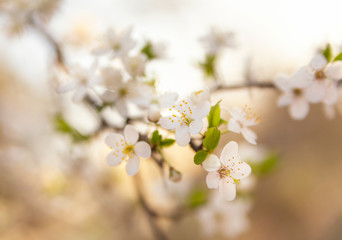 Fototapeta na wymiar Beautiful background of cherry blossom