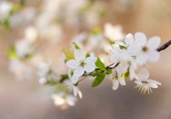 Beautiful flower of cherry blossom
