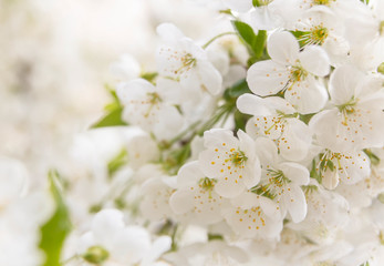 Background of cherry blossom; bunch of cherry flowers