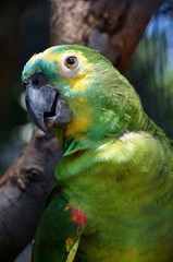 Papuga w lesie sdeszczowym