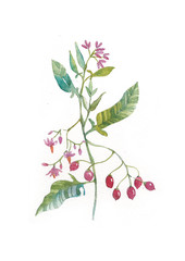 watercolor flower of nightshade sweetly bitter. Herbs and Wild Flowers. Botany. Vintage flowers. Colorful illustration in the style of engravings.