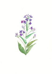 watercolor purple field flower. Herbs and Wild Flowers. Botany. Vintage flowers. Colorful illustration in the style of engravings.