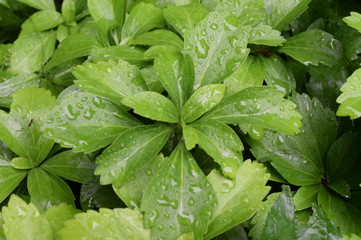 green leaves of a plant