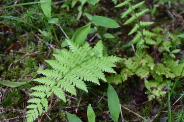 fern in the forest