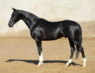 Magnificent black akhal teke stallion with four white legs standing with the side in the paddock with sand and yellow wall.