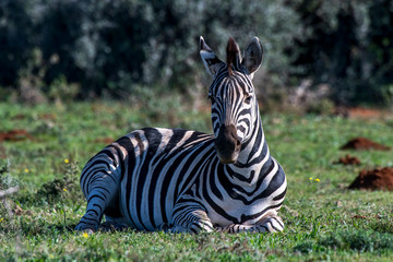 Plains zebra photographed in South Africa. Picture made in 2019.
