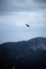 Fototapeta na wymiar Soaring eagle on an epic landscape from Vinales Cuba