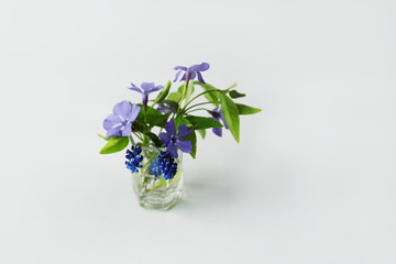 Blue muscari flowers and periwinkles in a small glass vase on light bacgdround. Front view.