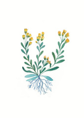 watercolor yellow cumin flower. Herbs and Wild Flowers. Botany. Vintage flowers. Colorful illustration in the style of engravings.