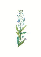 watercolor blue field flower. Herbs and Wild Flowers. Botany. Vintage flowers. Colorful illustration in the style of engravings.