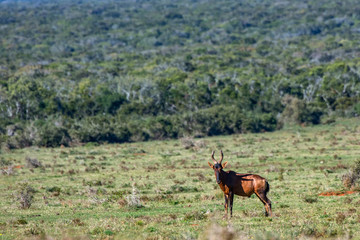 Naklejka na ściany i meble Red hartebeest photographed in South Africa. Picture made in 2019.