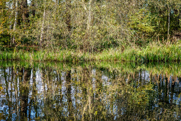 Autumnal lake shore with forest under sky.