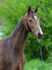 Dark buckskin akhal teke horse in the show halter against green leafy background.