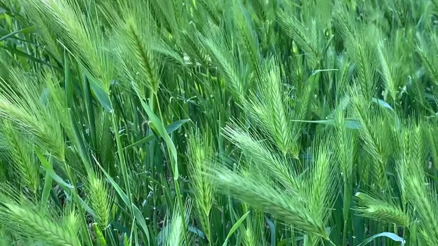 Close up green wheat field. The spikelets are leaning in the wind. Green spring relaxing background 