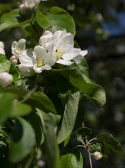 flowering branches of Apple trees in a natural environment. tenderness and light. spring beauty. the Apple tree in its glory. Soft focus
