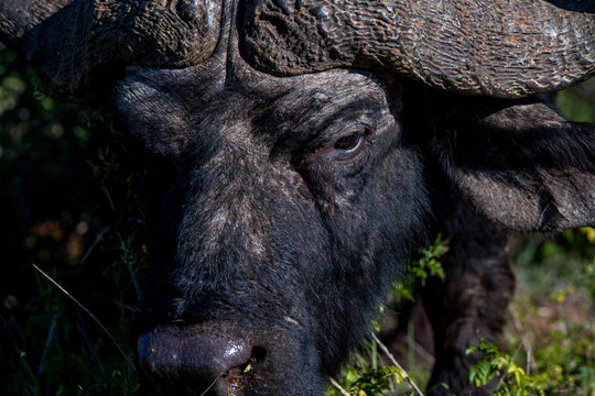 African buffalo photographed in South Africa. Picture made in 2019.
