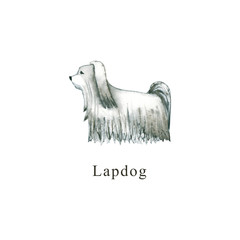 Watercolor dog. Hand drawn illustration is isolated on white. Painted Lapdog is perfect for animal design, pet shop, veterinary clinic, fabric textile, baby cloth print, interior poster, wallpaper