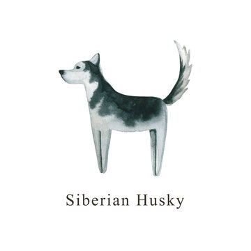 Watercolor dog. Hand drawn illustration is isolated on white. Painted Siberian Husky is perfect for animal design, pet shop, veterinary clinic, fabric textile, baby cloth print, interior poster