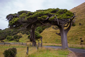 Wind sculpted trees, macrocarpa trees, Slope Point, Catlins, southern most point of South Island, New Zealand
