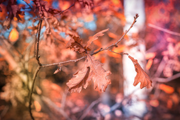 Top view on brown leaves of trees.